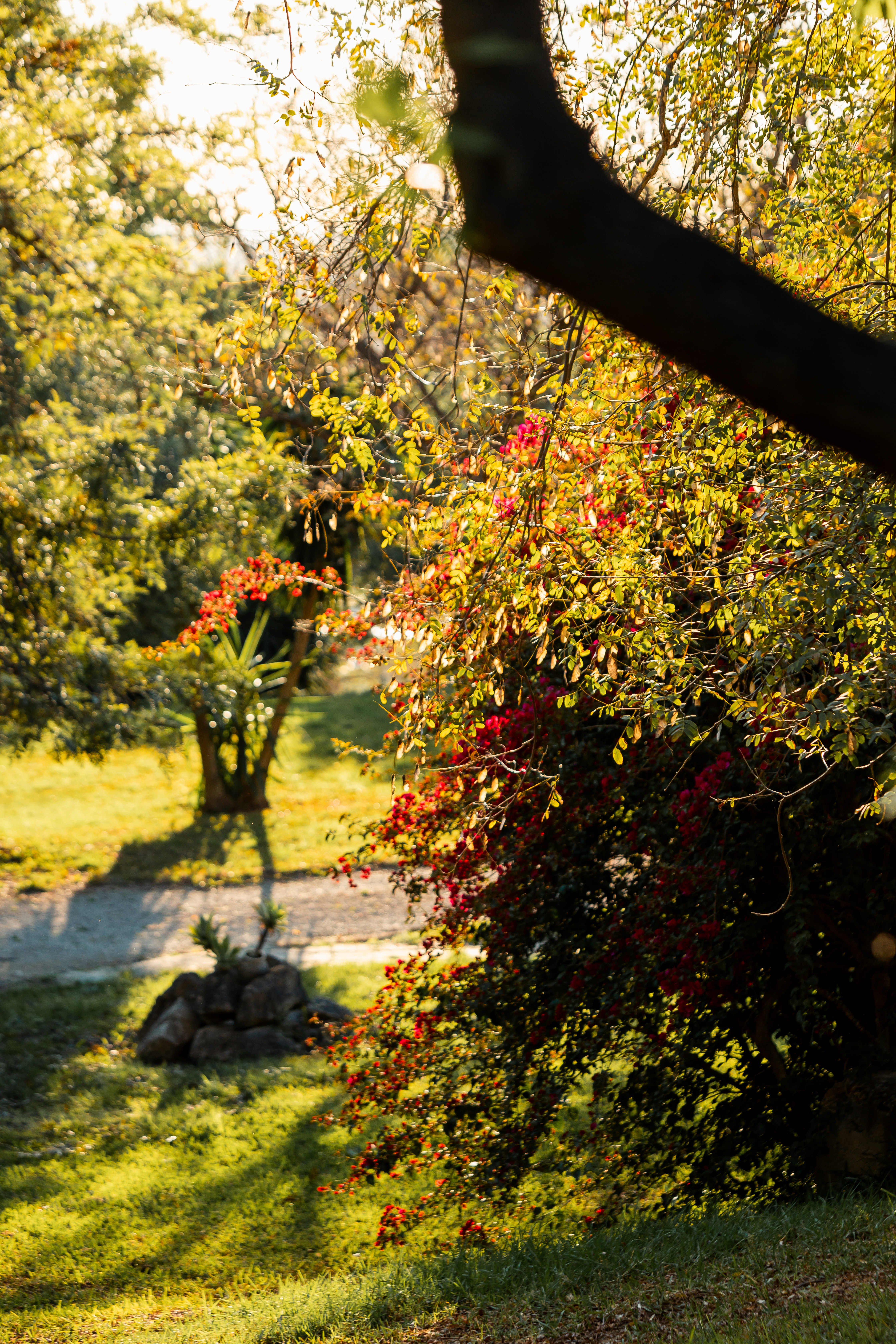 Jardin